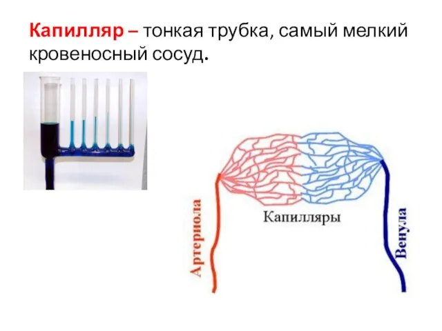 Капилляр – тонкая трубка, самый мелкий кровеносный сосуд.