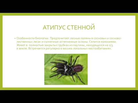 АТИПУС СТЕННОЙ Особенности биологии. Предпочитает лесные поляны в сосновых и сосново-лиственных лесах