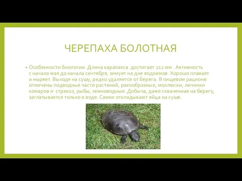 ЧЕРЕПАХА БОЛОТНАЯ Особенности биологии. Длина карапакса достигает 212 мм . Активность с