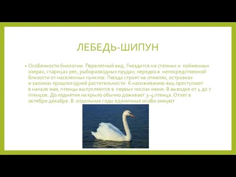 ЛЕБЕДЬ-ШИПУН Особенности биологии. Перелетный вид. Гнездится на степных и пойменных озерах, старицах