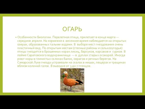 ОГАРЬ Особенности биологии. Перелетная птица, прилетает в конце марта — середине апреля.