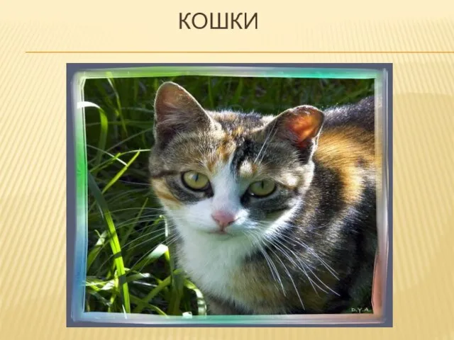 КОШКИ