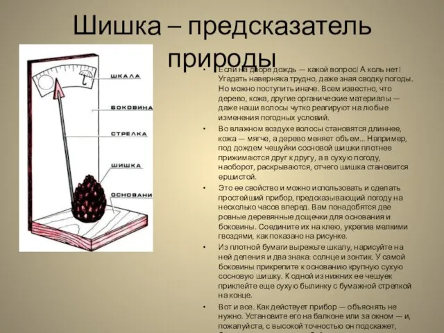 Шишка – предсказатель природы Если на дворе дождь — какой вопрос! А