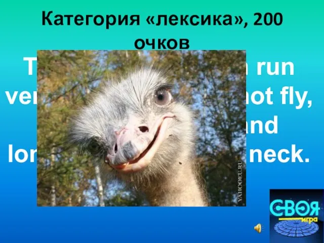 Категория «лексика», 200 очков This is a bird, it can run very