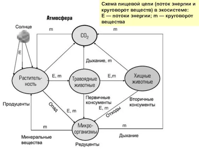 Схема пищевой цепи (поток энергии и круговорот веществ) в экосистеме: Е —