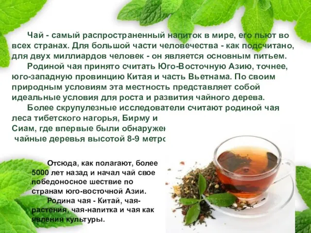 Чай - самый распространенный напиток в мире, его пьют во всех странах.