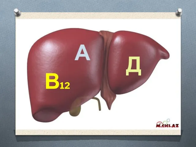 В12 А Д