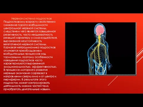 Нервная система подростков Подростковому возрасту свойственно снижение порога возбудимости центральной нервной системы,