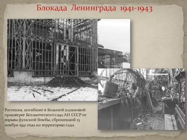 Блокада Ленинграда 1941-1943 Растения, погибшие в Большой пальмовой оранжерее Ботанического сада АН