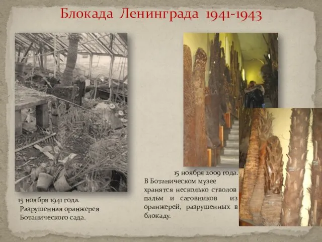 Блокада Ленинграда 1941-1943 15 ноября 1941 года. Разрушенная оранжерея Ботанического сада. 15