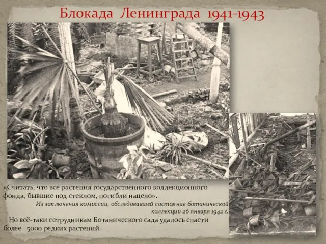 Блокада Ленинграда 1941-1943 «Считать, что все растения государственного коллекционного фонда, бывшие под
