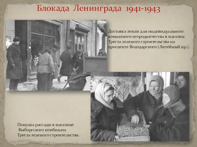 Блокада Ленинграда 1941-1943 Доставка земли для индивидуального комнатного огородничества в магазин Треста