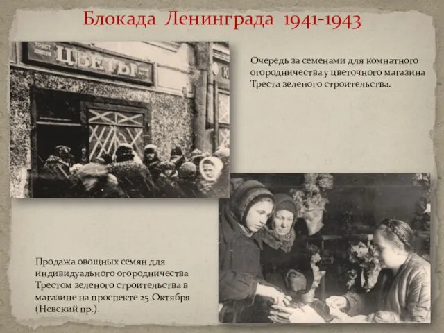 Блокада Ленинграда 1941-1943 Продажа овощных семян для индивидуального огородничества Трестом зеленого строительства