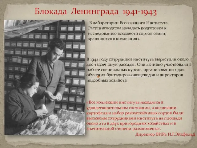 Блокада Ленинграда 1941-1943 В лаборатории Всесоюзного Института Растениеводства началась подготовка к исследованию