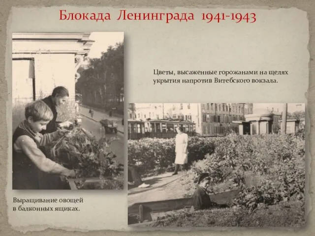 Блокада Ленинграда 1941-1943 Цветы, высаженные горожанами на щелях укрытия напротив Витебского вокзала.