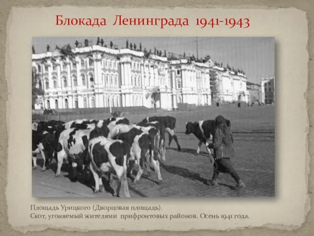 Блокада Ленинграда 1941-1943 Площадь Урицкого (Дворцовая площадь). Скот, угоняемый жителями прифронтовых районов. Осень 1941 года.