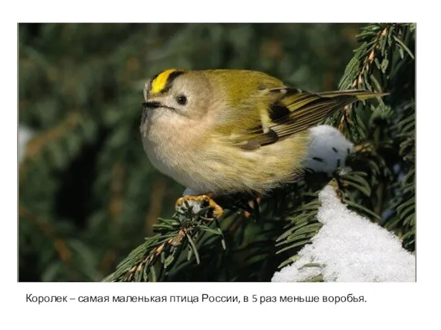 Королек – самая маленькая птица России, в 5 раз меньше воробья.