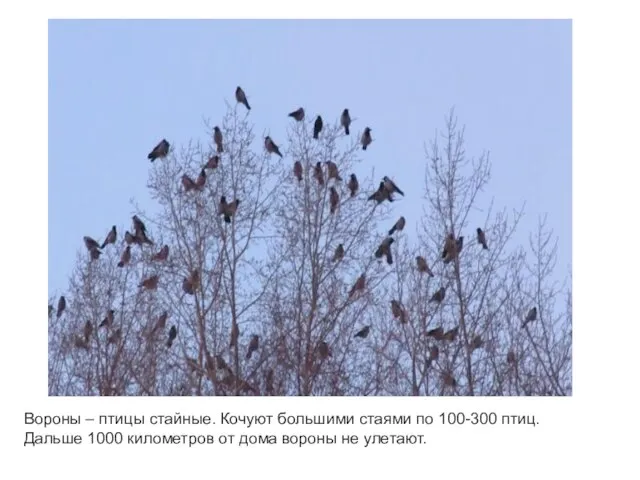 Вороны – птицы стайные. Кочуют большими стаями по 100-300 птиц. Дальше 1000