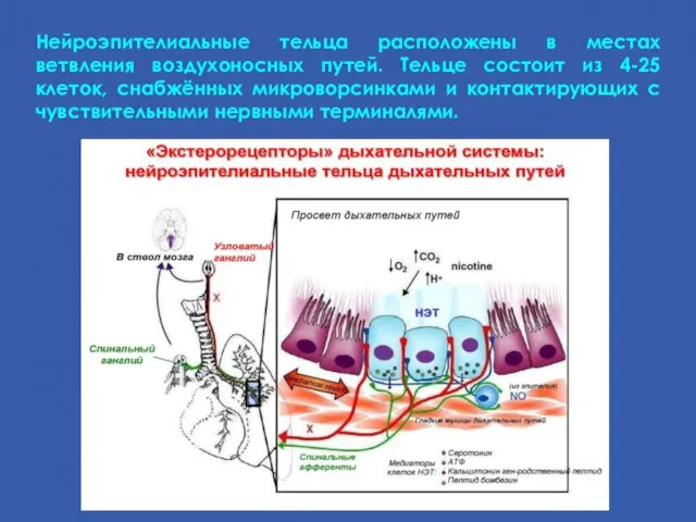 Нейроэпителиальные тельца расположены в местах ветвления воздухоносных путей. Тельце состоит из 4-25