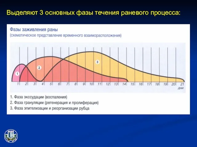 Выделяют 3 основных фазы течения раневого процесса: