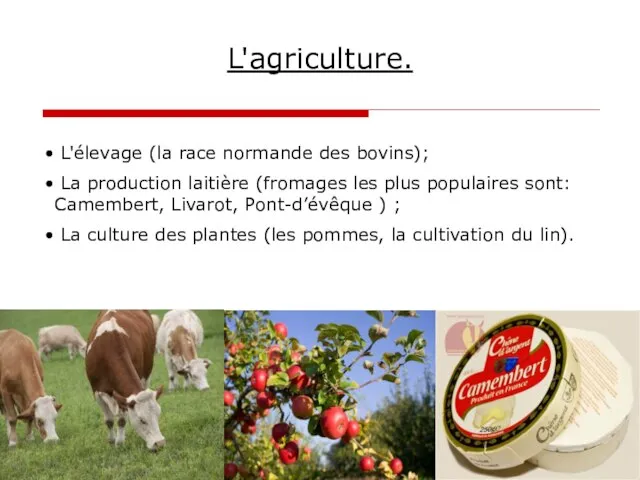 L'agriculture. L'élevage (la race normande des bovins); La production laitière (fromages les