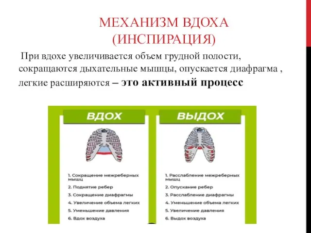 МЕХАНИЗМ ВДОХА (ИНСПИРАЦИЯ) При вдохе увеличивается объем грудной полости, сокращаются дыхательные мышцы,