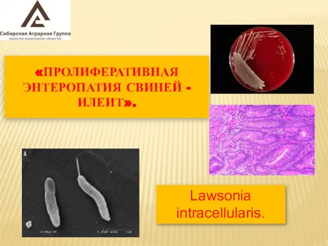 «ПРОЛИФЕРАТИВНАЯ ЭНТЕРОПАТИЯ СВИНЕЙ - ИЛЕИТ». Lawsonia intracellularis.