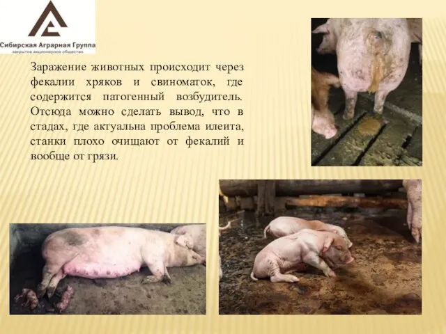 Заражение животных происходит через фекалии хряков и свиноматок, где содержится патогенный возбудитель.