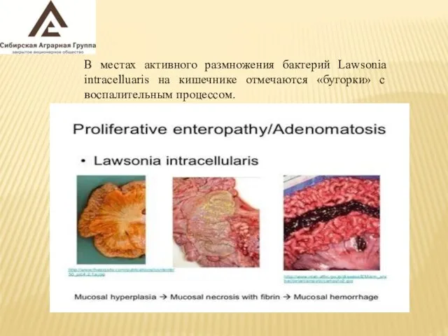В местах активного размножения бактерий Lawsonia intracelluaris на кишечнике отмечаются «бугорки» с воспалительным процессом.