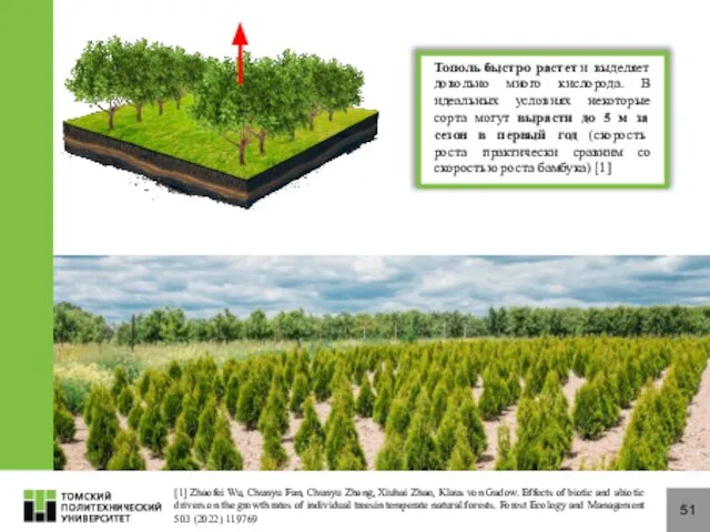 51 Тополь быстро растет и выделяет довольно много кислорода. В идеальных условиях