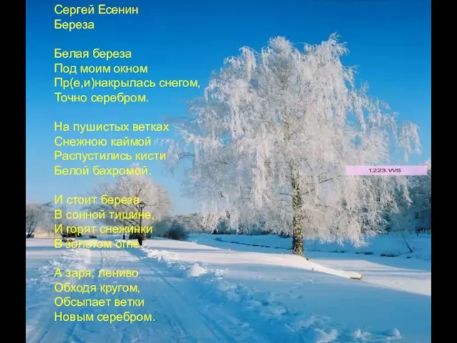 Сергей Есенин Береза Белая береза Под моим окном Пр(е,и)накрылась снегом, Точно серебром.