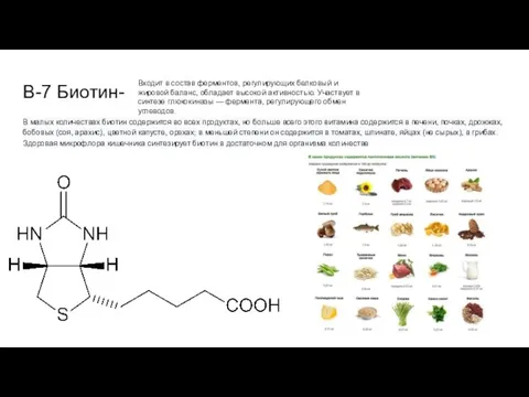 B-7 Биотин- В малых количествах биотин содержится во всех продуктах, но больше