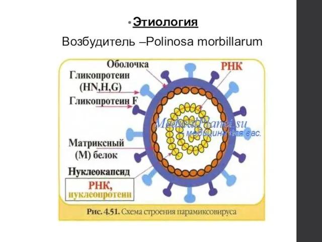 Этиология Возбудитель –Polinosa morbillarum