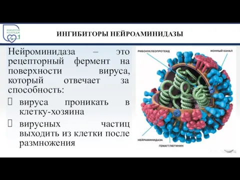 ИНГИБИТОРЫ НЕЙРОАМИНИДАЗЫ Нейроминидаза – это рецепторный фермент на поверхности вируса, который отвечает