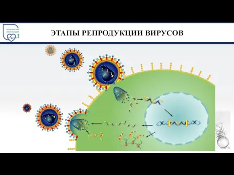 ЭТАПЫ РЕПРОДУКЦИИ ВИРУСОВ