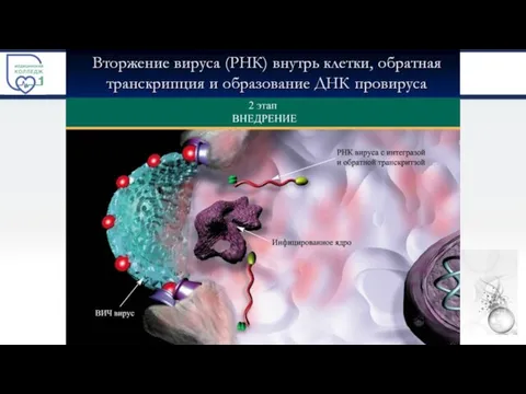 ЭТАПЫ РЕПЛИКАЦИЯ ВИРУСОВ