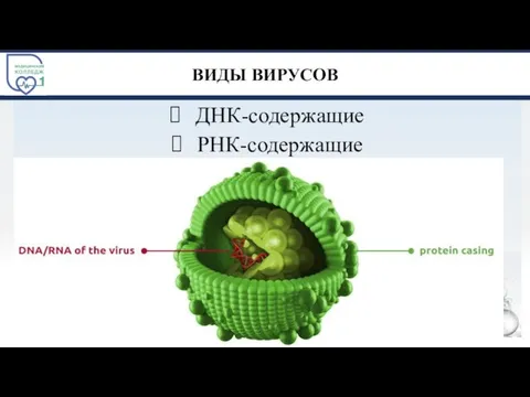 ВИДЫ ВИРУСОВ ДНК-содержащие РНК-содержащие