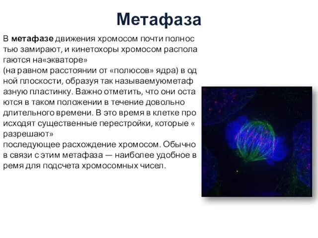 Метафаза В метафазе движения хромосом почти полностью замирают, и кинетохоры хромосом располагаются