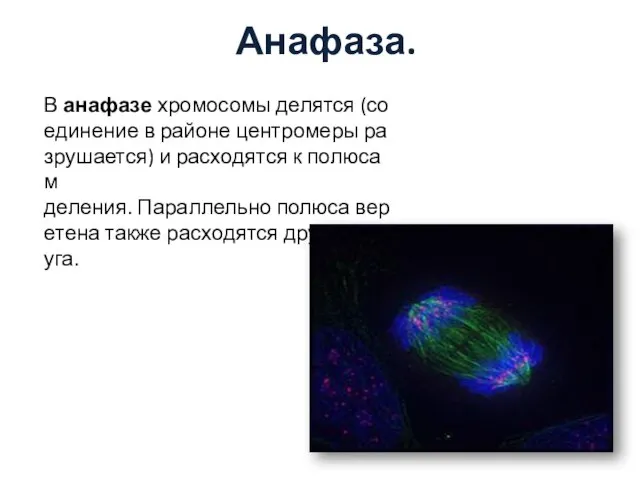Анафаза. В анафазе хромосомы делятся (соединение в районе центромеры разрушается) и расходятся