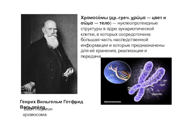 Генрих Вильгельм Готфрид Вальдейер Ввел термин хромосома Хромосо́мы (др.-греч. χρῶμα — цвет