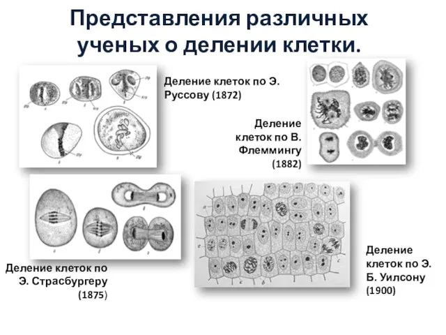 Представления различных ученых о делении клетки. Деление клеток по Э. Руссову (1872)