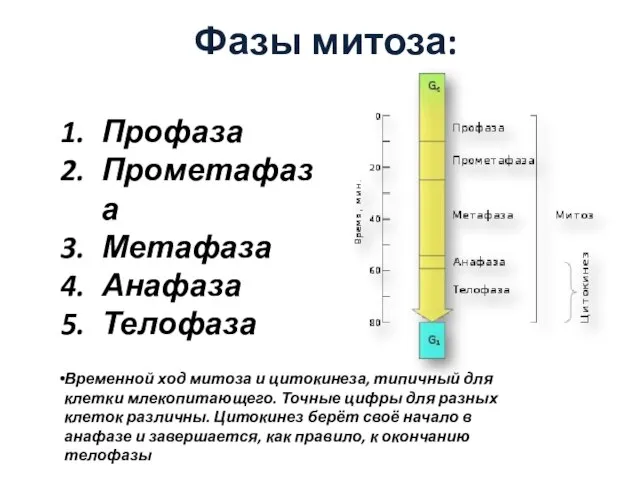 Фазы митоза: Профаза Прометафаза Метафаза Анафаза Телофаза Временной ход митоза и цитокинеза,