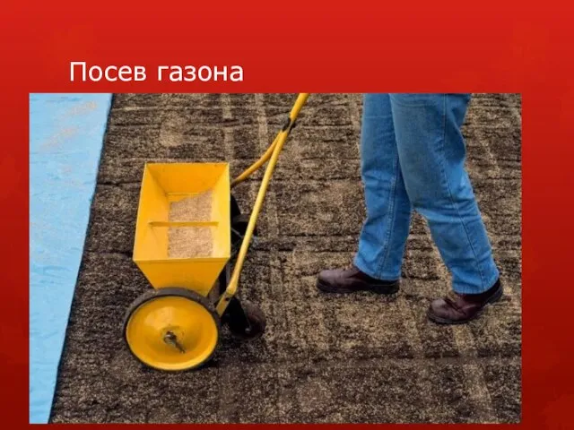 Посев газона