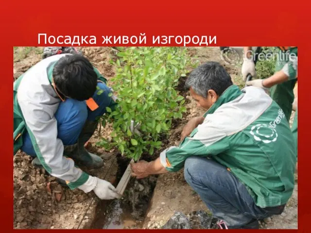 Посадка живой изгороди