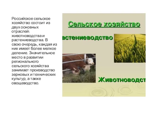 Российское сельское хозяйство состоит из двух основных отраслей: животноводства и растениеводства. В