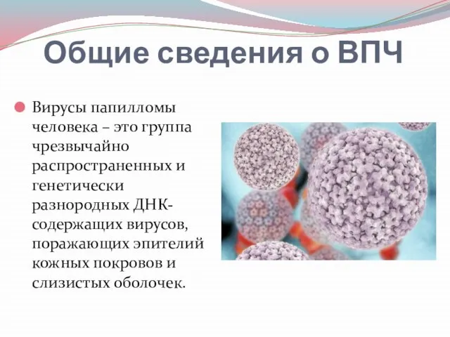 Общие сведения о ВПЧ Вирусы папилломы человека – это группа чрезвычайно распространенных