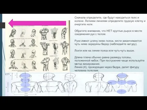 Сначала определите, где будут находиться пояс и колени. Легкими линиями определите грудную