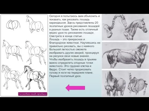 Сегодня я попытаюсь вам объяснить и показать, как рисовать лошадь карандашом. Здесь