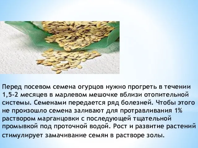 Перед посевом семена огурцов нужно прогреть в течении 1,5-2 месяцев в марлевом