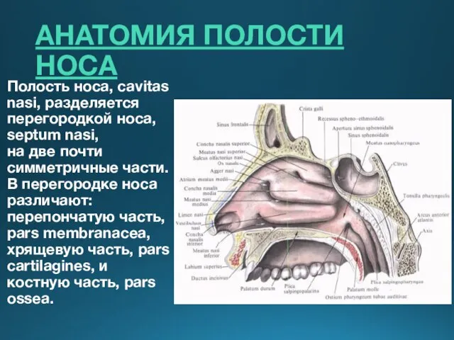 АНАТОМИЯ ПОЛОСТИ НОСА Полость носа, cavitas nasi, разделяется перегородкой носа, septum nasi,